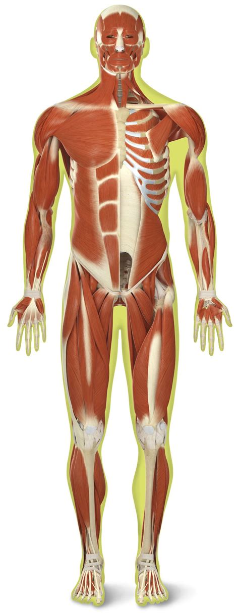 Muscles | Human body muscles, Human muscular system, Muscular system