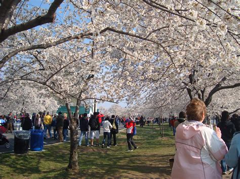 File:Cherry Blossom Festival Washington DC.JPG - Wikipedia, the free encyclopedia