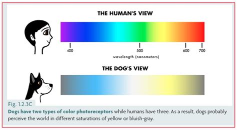 Dogs color vision - Help/How To - Shotcut Forum