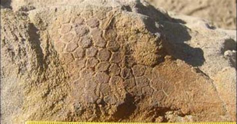 Dinosaur Skin Color Revealed - CBS News