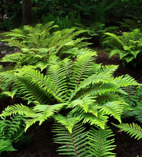 Lush #ferns in the woodland | Ferns garden, Shade plants, Best perennials