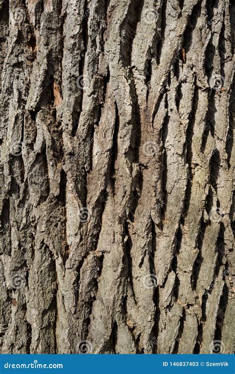 White Poplar Tree Bark or Rhytidome Texture Detail Stock Image - Image of forrest, moss: 146837403