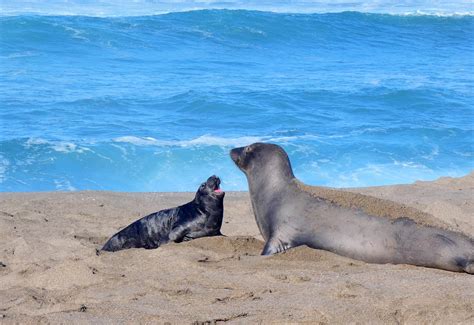 The Rippling Effects of Climate Change on Elephant Seal Habitat (U.S. National Park Service)