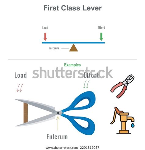 Second Class Lever Examples