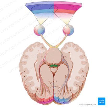 Superior colliculus: Anatomy and function | Kenhub