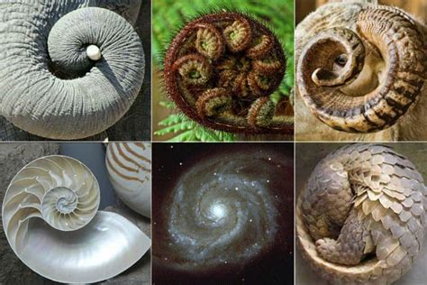 The Fibonacci Sequence in Nature - Mindful Living® - Mindful Living Network