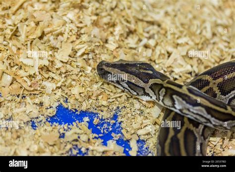 Head and eye Python,Python on the floor Stock Photo - Alamy