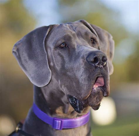 Great Dane Pictures - AZ Animals