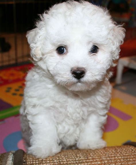 Bichon Frise Puppies For Sale | Phoenix, AZ #297279