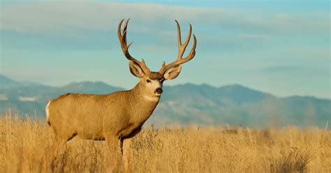 Mule Deer Information & Facts | Odocoileus Hemionus - World Deer