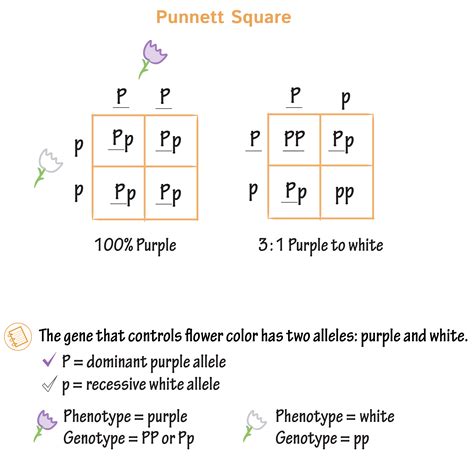 Cell Biology Glossary: Punnett Squares | ditki medical & biological sciences