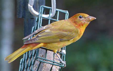 A young Summer Tanager male - FeederWatch