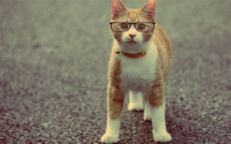 Funny Cat Pictures for Wallpaper - WallpaperSafari