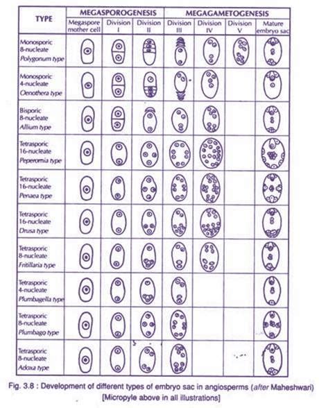 Department of Botany, Girraj Govt. College: Types of Embryo Sac Development in Angiosperms