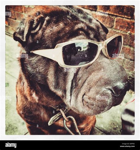 A dog wearing sunglasses Stock Photo - Alamy