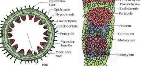 Parenchyma cells function | Science online