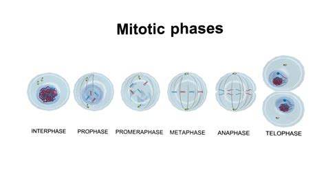 Mitosis stages. cell division - Buy Royalty Free 3D model by arloopa [821f094] - Sketchfab Store