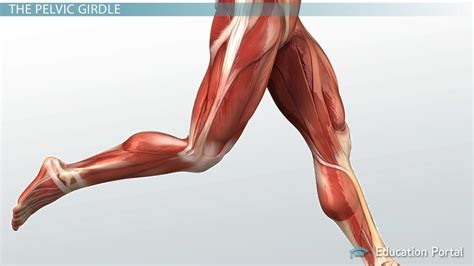 Leg Tendons Diagram