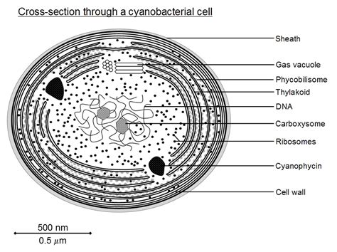 Tuteh Web ID | Spirulina Structure