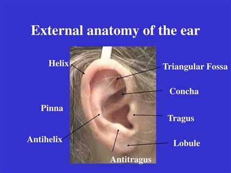 PPT - External anatomy of the ear PowerPoint Presentation, free download - ID:1196538