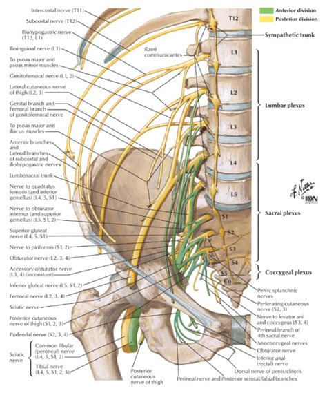 Nerves of the Lumbar Spine - ACUTE LOW BACK PAIN