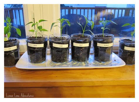 Plant growth experiment - use 6 established plants, all of the same variety and size, and plant ...