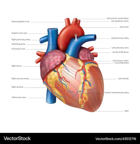 Anatomy of the heart of the human heart Royalty Free Vector