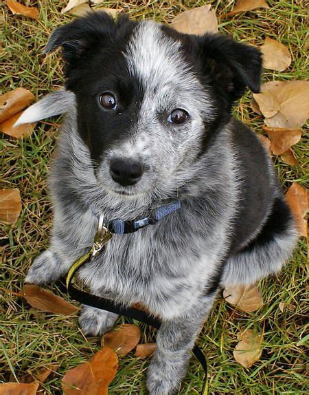 Border Collie Or Blue Heeler