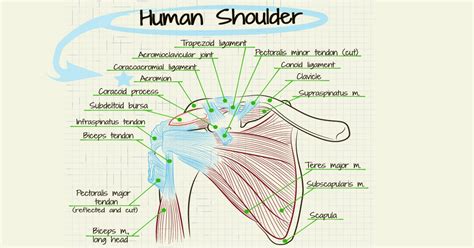 Rotator Cuff Surgery Recovery Timeline - change comin