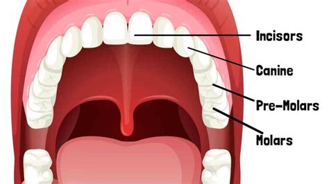 types teeth human teeth