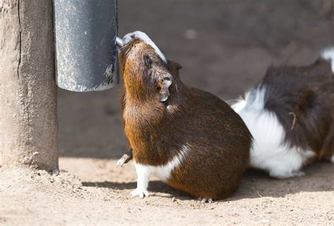 Do Guinea Pigs Like Water? - Guinea Pig Site