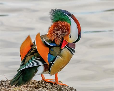 Mandarin Duck Preening Photograph by Morris Finkelstein - Fine Art America