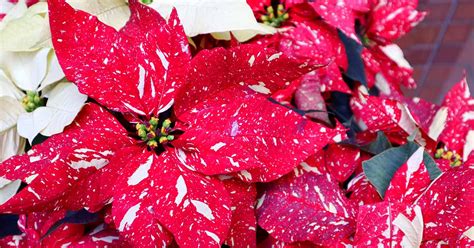 How to Grow and Care for Poinsettia Plants | Gardener’s Path