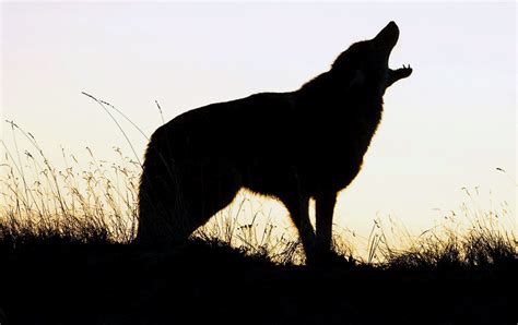 Coyote howling – Humane Wildlife Control Society