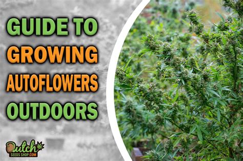 How To: Growing Autoflowering Seeds Outdoors - DSS