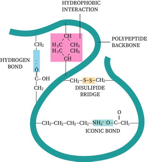 Tertiary Structure Of Proteins