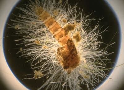 Fungus-like Protists - Science News