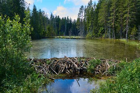 Beaver dams may protect cold-water fish from warming temperatures - Earth.com