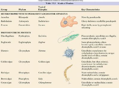 Chapter 11: Protists and Fungi - 7th Grade Science_Mason Cooper