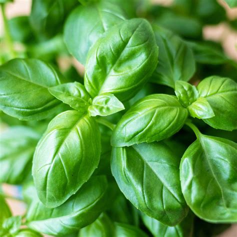 12 Best Mosquito Repellent Plants and Herbs to Try in Your Garden