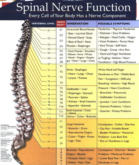 Spinal Nerve Chart