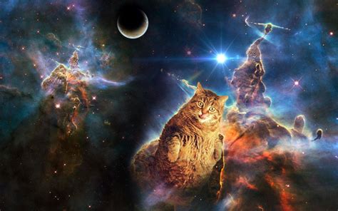 Cats In Space Wallpapers - Wallpaper Cave