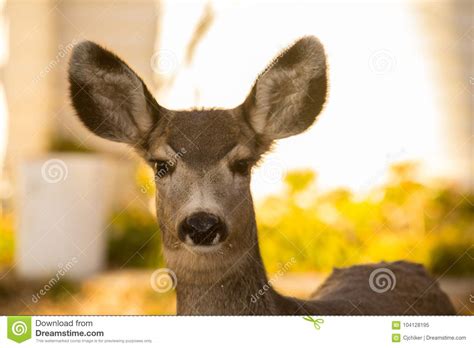 Mule Deer Fawn stock image. Image of black, young, nature - 104128195