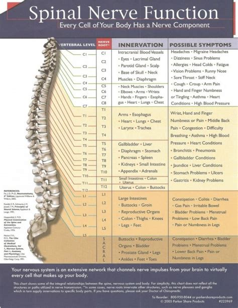 Spinal Nerve Function - Thompson Family Chiropractic