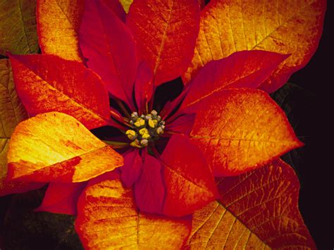 Gorgeous New Poinsettia Varieties to Keep Holiday Spirits Bright - Sunset