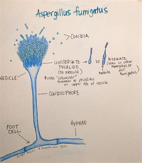 Aspergillus Fumigatus - Fungus Aspergillus Fumigatus Stock Image B250 0115 Science Photo Library ...