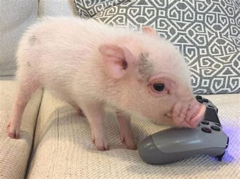 Pig Names: The 500 Most Popular Male and Female Pig Names