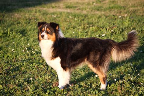 Australian Shepherd Grooming: Everything Possible To Know