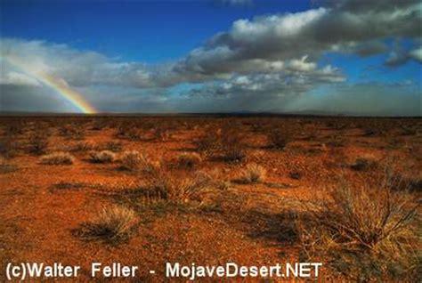 Creosote Bush Scrub - Desert Habitats