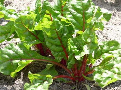 Growing Swiss Chard, Planting, Care, and Harvesting | Gardening Tips